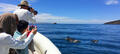 Kangaroo Island Dolphin Safari Cruise Thumbnail 1