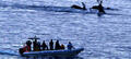 Kangaroo Island Dolphin Safari Cruise Thumbnail 2