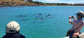 Kangaroo Island Dolphin Safari Cruise Thumbnail 3