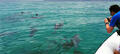 Kangaroo Island Dolphin Safari Cruise Thumbnail 4