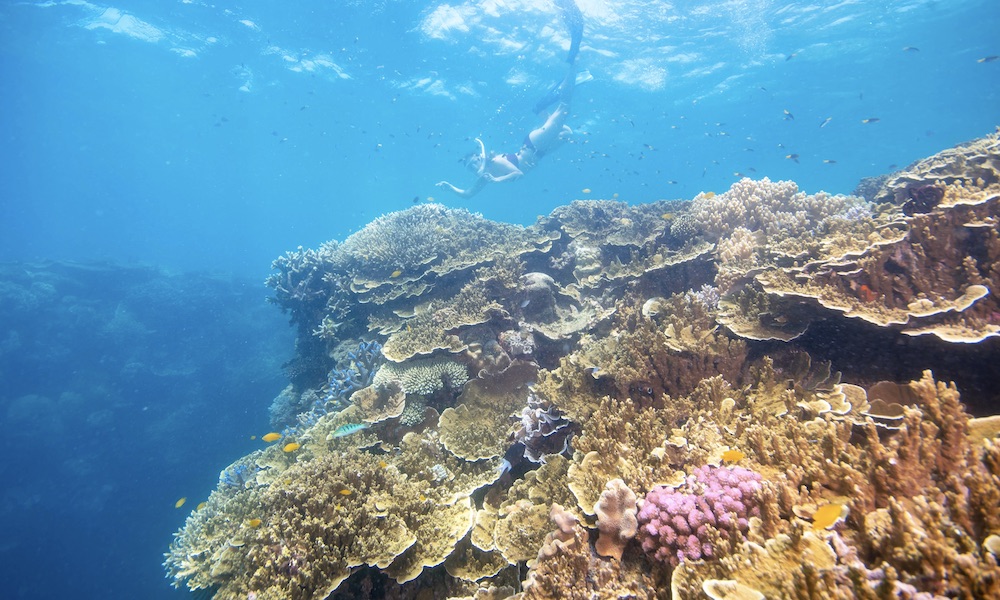 Great Barrier Reef Cruises & Tours 2024 ClubConnect