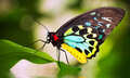 Australian Butterfly Sanctuary Entry Tickets Thumbnail 1