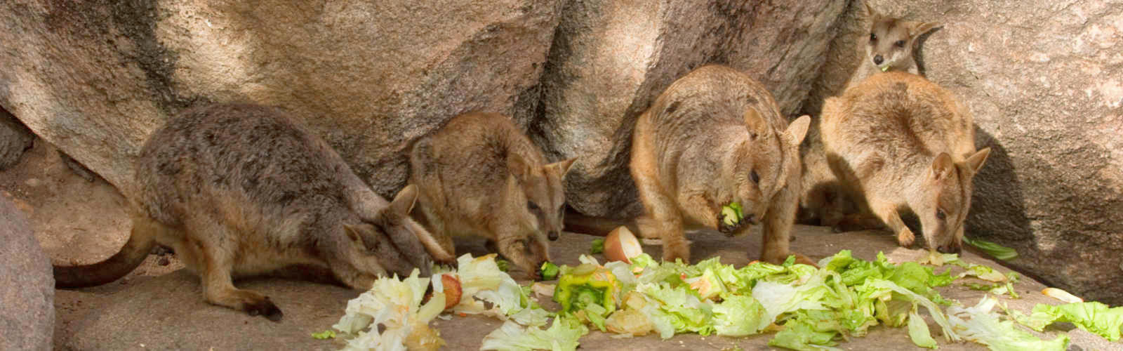 Free Things To Do  The Allied Rock Wallabies