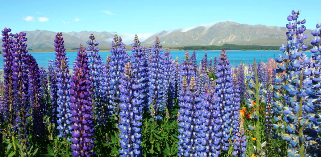 Free Things To Do  Lake Tekapo