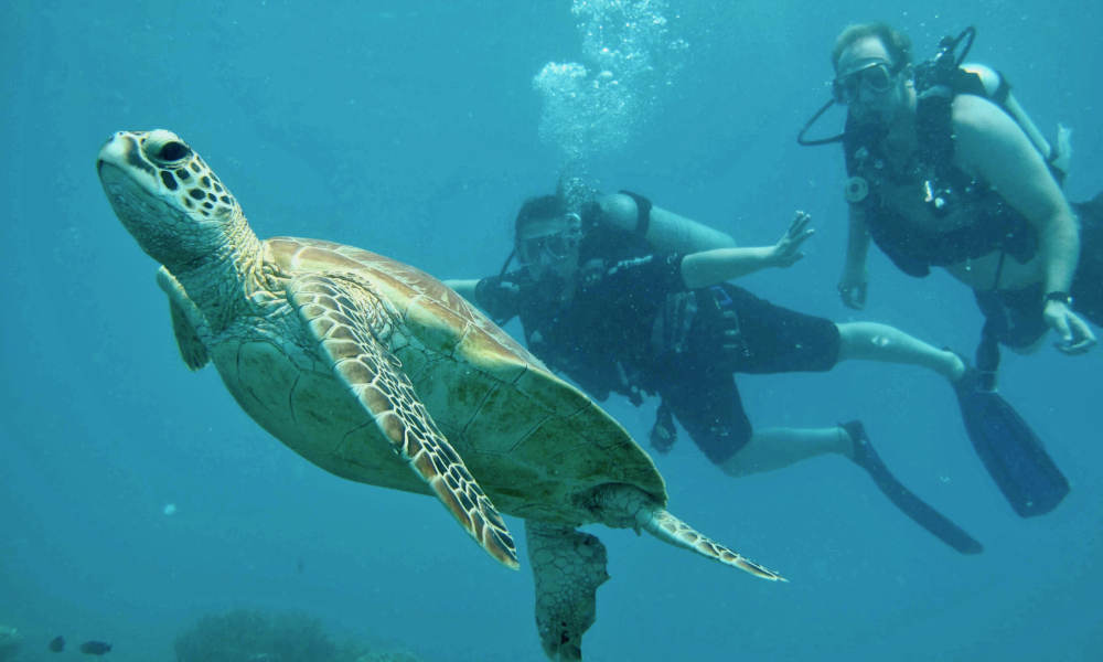 ocean free sea turtle and snorkellers