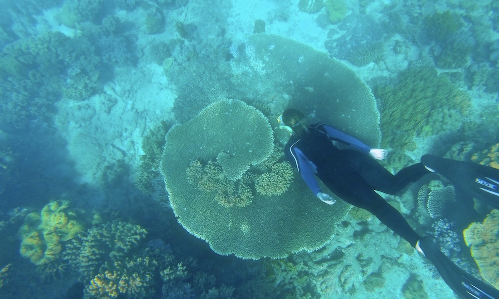 Snorkel and Dive Ocean Free Great Barrier Reef 
