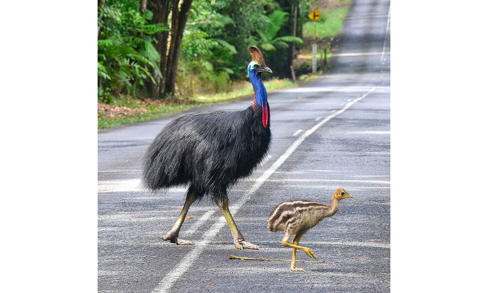 capetrib5