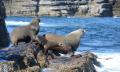 Jervis Bay Dolphin Watching Tour Thumbnail 4