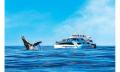 Whale Watching Cruise from Sea World Thumbnail 1