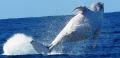 Brisbane Whale Watching Tour with Lunch and Brisbane Transfers Thumbnail 5