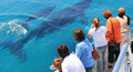 Brisbane Whale Watching Tour with Lunch and Brisbane Transfers Thumbnail 1