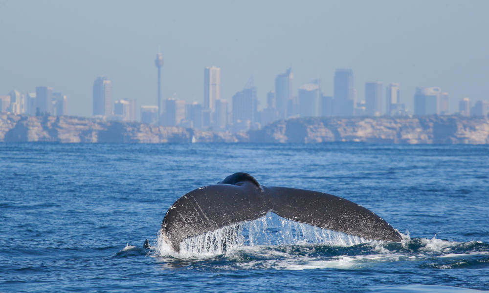 whale tail with Sydney skyline in background