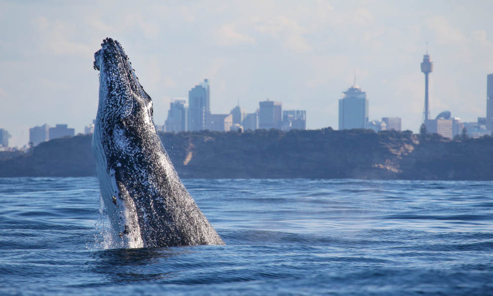 whale head coming out of water