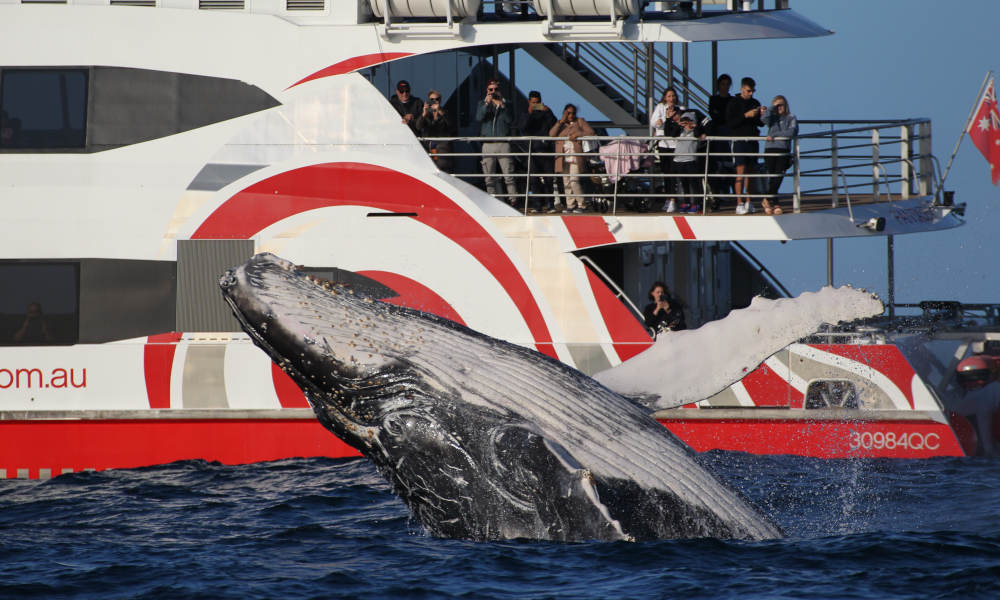 whale near the fantasea boat