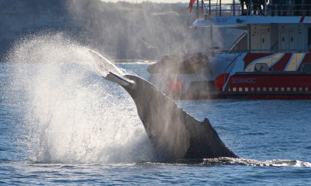 whale flicking tail