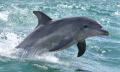 Mandurah Dolphin Watching and Scenic Marine Cruise Thumbnail 1