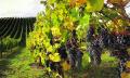Barossa Valley Wineries and Hahndorf Day Tour Thumbnail 1