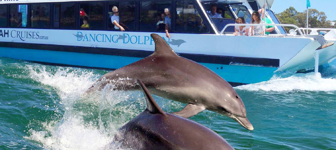 dolphin cruises venice florida