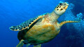 Hervey Bay Turtle Discovery Half Day Eco Tour including Lunch Thumbnail 1