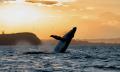 Byron Bay Whale Watching Premier Cruise Thumbnail 1