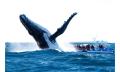 Whale Watching Cruise Thumbnail 4