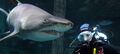 Sydney Aquarium Shark Dive Xtreme Thumbnail 2