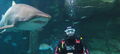 Sydney Aquarium Shark Dive Xtreme Thumbnail 1