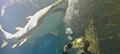 Sydney Aquarium Shark Dive Xtreme Thumbnail 3