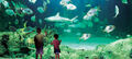 Sydney Aquarium Shark Dive Xtreme Thumbnail 4