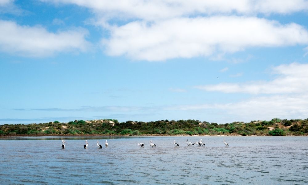 pelicans seen on a coorong cruise