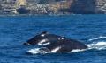 Sydney Weekend Whale Watching Cruise including Breakfast Thumbnail 5