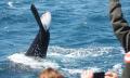 4 hour Hervey Bay Whale Watching Cruise Thumbnail 5