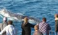4 hour Hervey Bay Whale Watching Cruise Thumbnail 3