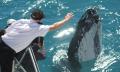 4 hour Hervey Bay Whale Watching Cruise Thumbnail 2