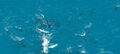 30 Minute Kaikoura Whale Watch Flight Thumbnail 4