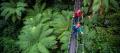 Rotorua Forest Zipline Ultimate Canopy Tour Thumbnail 4