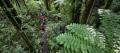 Rotorua Forest Zipline Ultimate Canopy Tour Thumbnail 6