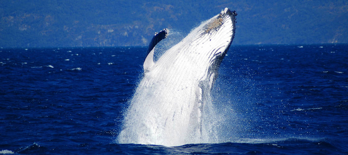Whale Watching Tours & Cruises 2024 - Book Now | ClubConnect