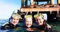 Dolphin and Seal Swim Reef Snorkel Tour Thumbnail 1
