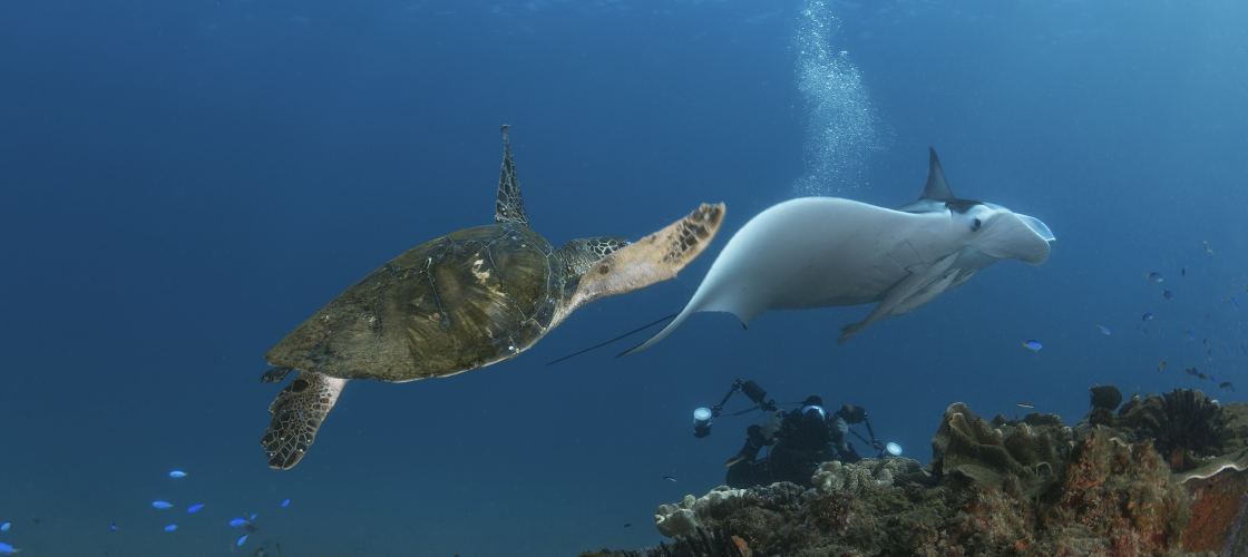 Gold Coast Dive Centre SCUBA