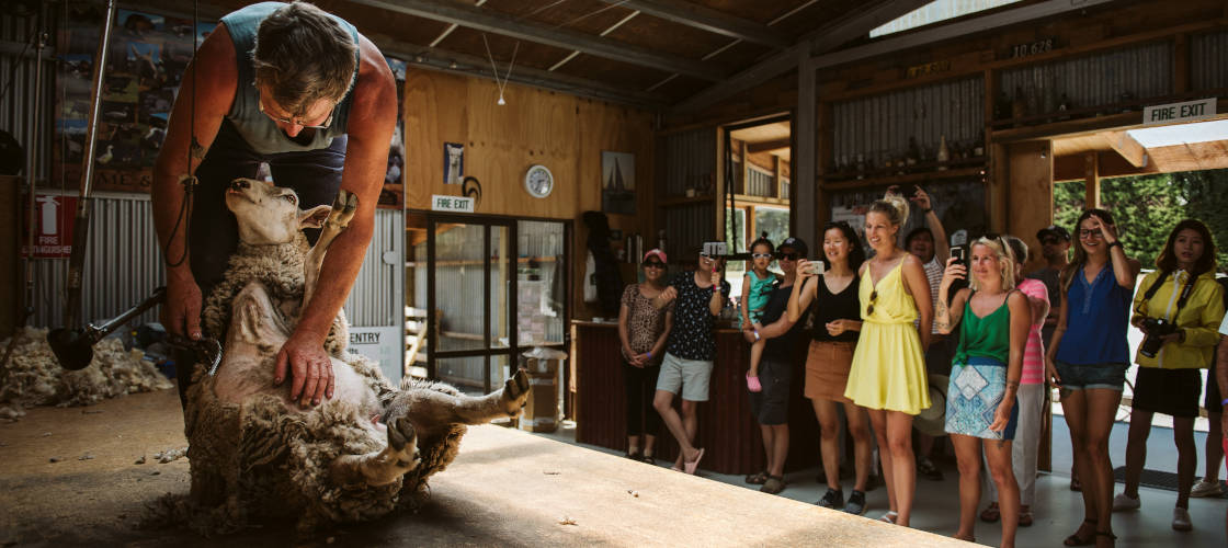 sheep shearing
