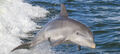 Noosa Dolphin Spotting Cruise Thumbnail 1