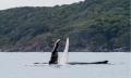 Whale Watching Adventure Cruise from Noosa Thumbnail 4