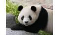 Panda and Friends Tour and a day at Adelaide Zoo Thumbnail 1