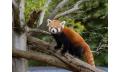 Panda and Friends Tour and a day at Adelaide Zoo Thumbnail 2