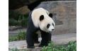 Panda and Friends Tour and a day at Adelaide Zoo Thumbnail 3