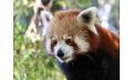 Panda and Friends Tour and a day at Adelaide Zoo Thumbnail 4