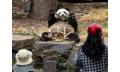 Panda and Friends Tour and a day at Adelaide Zoo Thumbnail 5