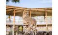 Cheetah Experience Thumbnail 1
