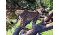 Cheetah Experience Thumbnail 3
